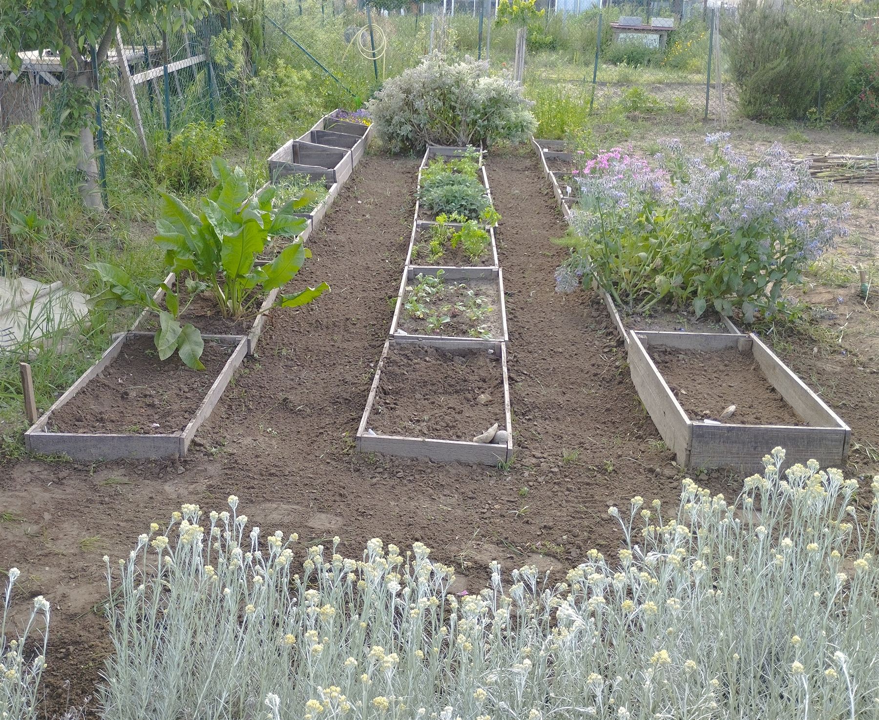 Rangées de plantations du potager, Le Grain de Folie