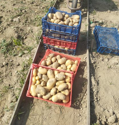 Brouette de pommes de terre récoltées au potager, Le Grain de Folie