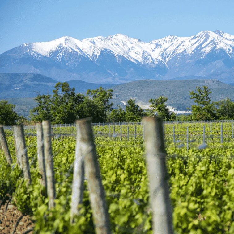Vignoble avec les montagnes en arrière-plan