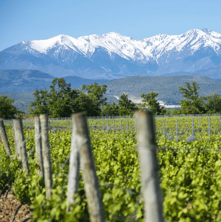 Vignoble avec les montagnes en arrière-plan